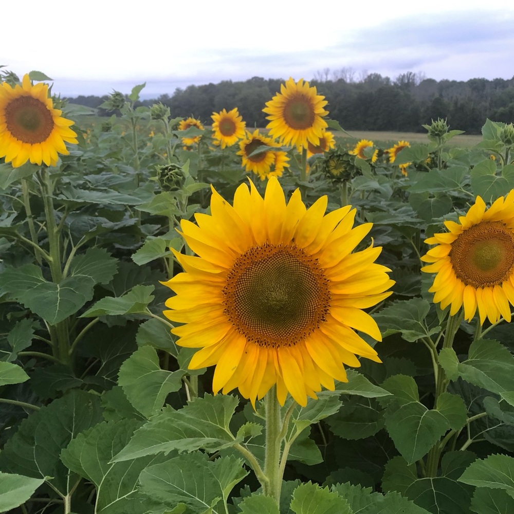 Meet your Posher, Valerie